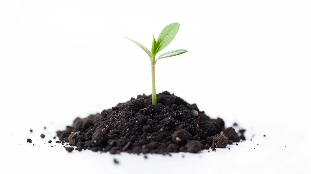 a small green shoot rising from a low heap of soil on a bright white surface