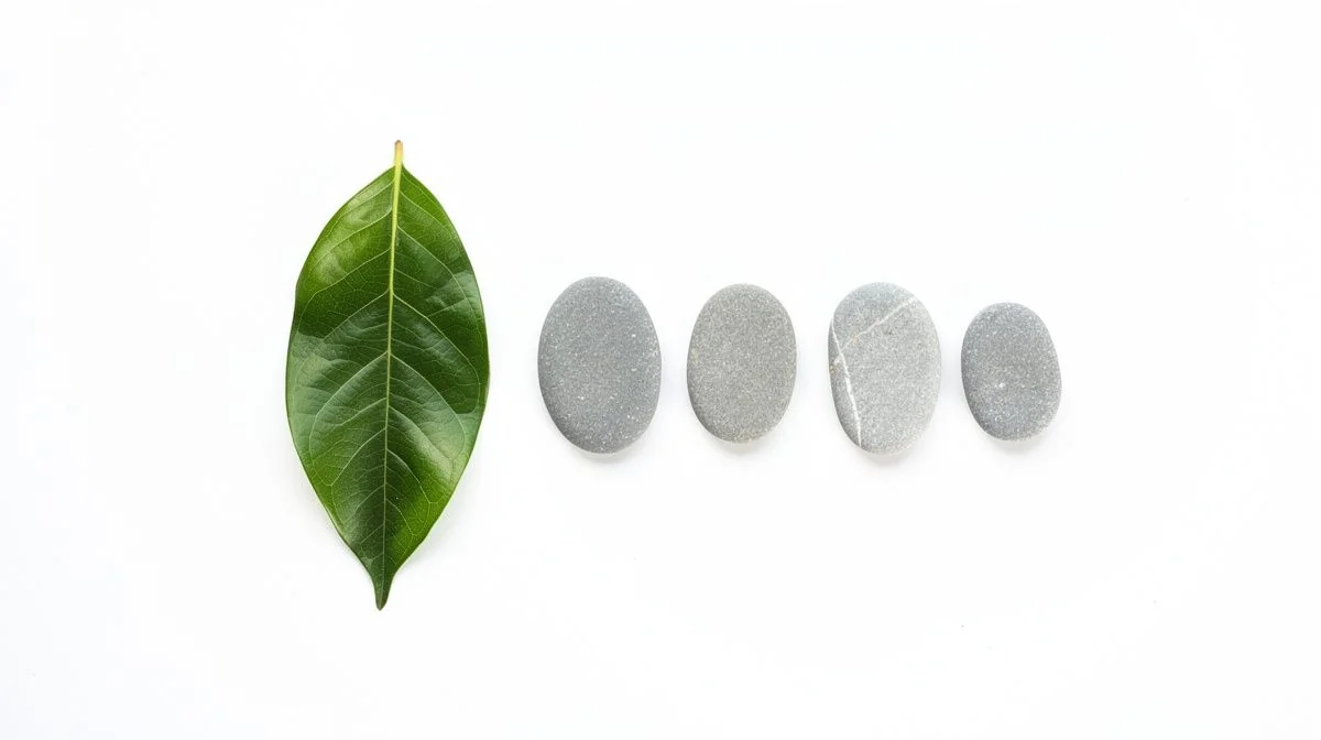 A single green leaf beside a row of smooth grey pebbles on white