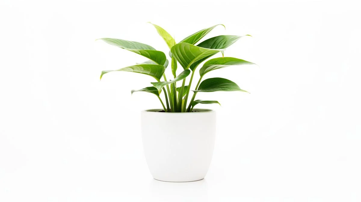 a young green plant with broad leaves in a plain white pot on a bright surface
