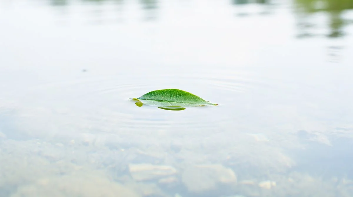 a calm clear pond with a single green leaf floating on it in bright even light