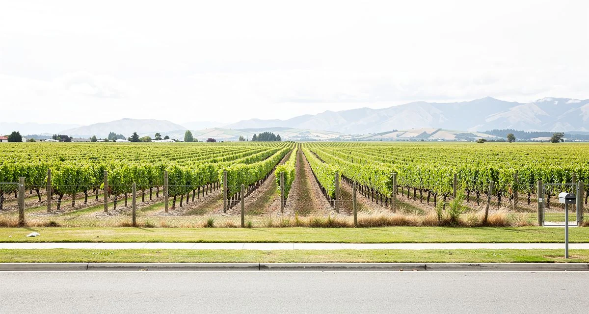Rows of grapevines on the Wairau plain outside Blenheim, with hills in the distance