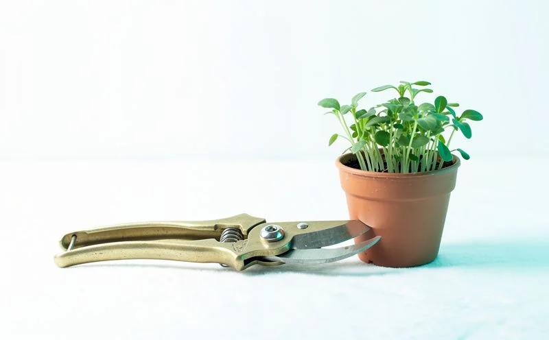 A pair of brass hand pruners beside a small terracotta pot of green seedlings