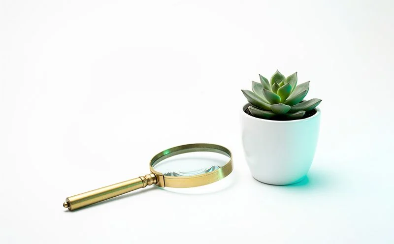 A brass magnifying glass lying beside a small green succulent in a white pot